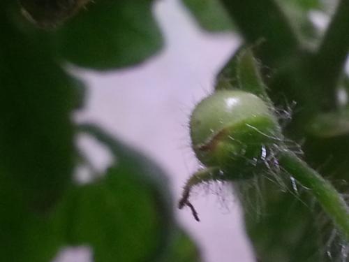 First Cherry Tomato Fruiting as of 16 October 2015