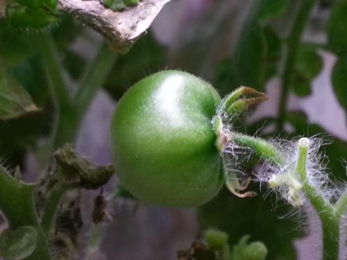 Developing Cherry Tomato in the Aerogarden of Hope