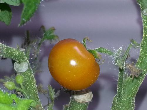 Cherry Tomato in Aerogarden on 12 November 2015