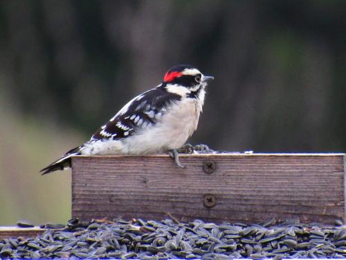 Downy Woodpecker Nov. 2015
