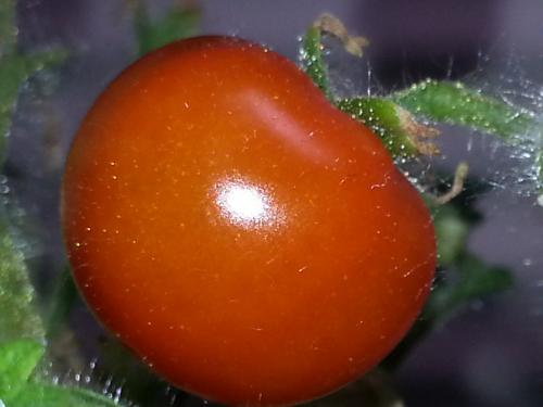 Aerogarden Cherry Tomato Pre-picking - 15 November 2015