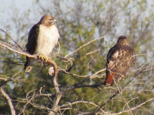 Cooper's and Redtail hawks
