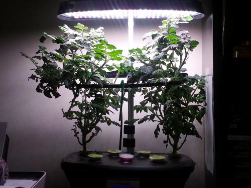 Twin Tomato plants in the Aerogarden of Hope. December 2015