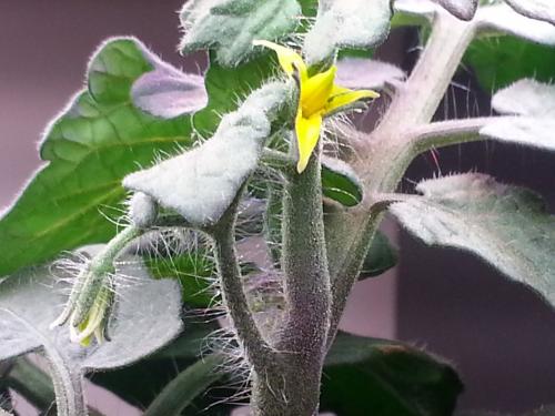 Close up of the Lesser Tomato flowers in the Aerogarden of Hope. December 2015