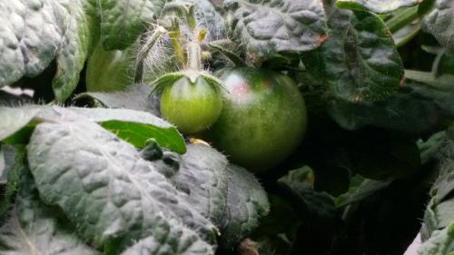 Aerogarden Close up of Three Ripening Tomatoes