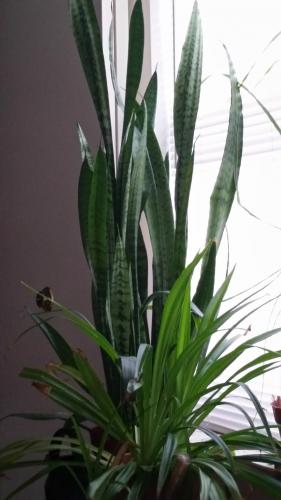 Spider Plant and Snake Plant during Jonas
