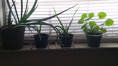 Pelargonium, Pineapples, and Aloe Vera on the windowsill during Jonas