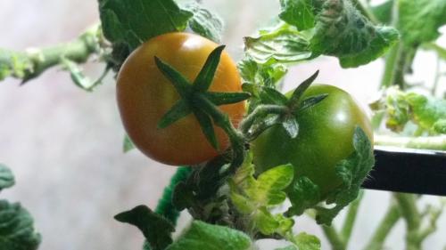 Two Ripening Tomatoes in the Aerogarden of Hope during Jonas