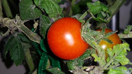 Second Tomato Harvested on the vine