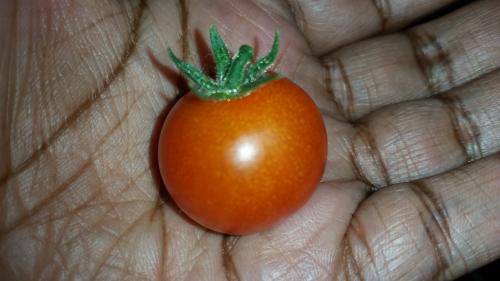 Second Tomato Harvested in my hand 25 January 2016