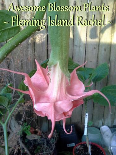 Fleming Island Rachel