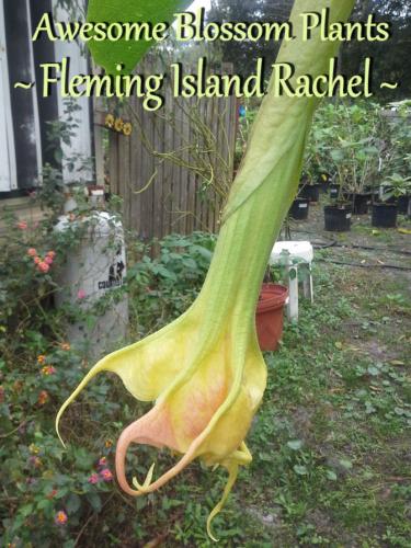 Fleming Island Rachel