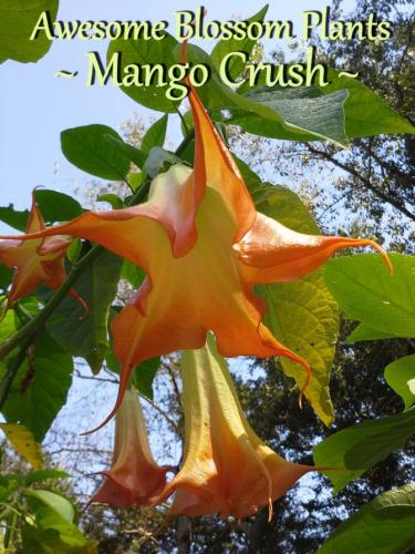 Mango Crush 