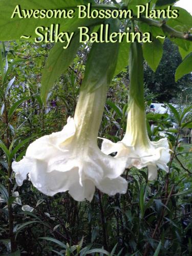 Silky Ballerina