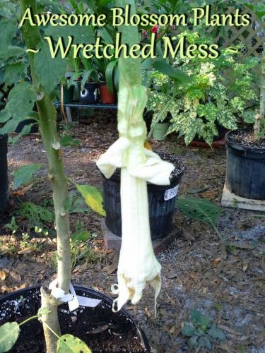 Wretched Mess 