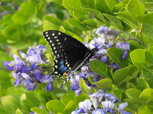 Black Swallowtail on Mountain Laurel