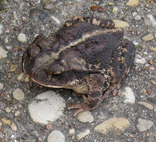 Patio toad--visits often