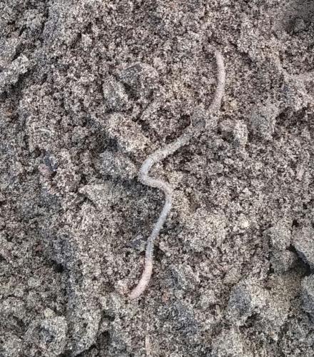 Earthworm in the garden