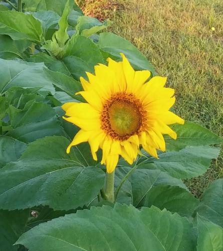 Sunflower, First Bloom, 4/28/16