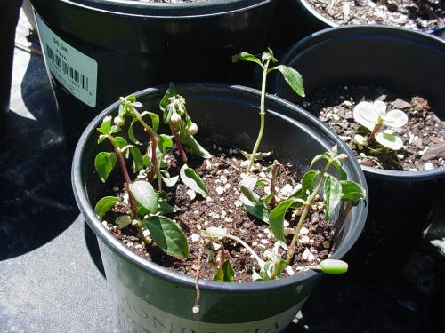 Fuchsia Hybrida
