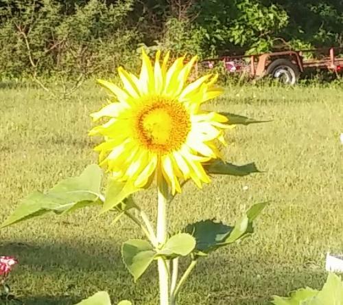 Sunflower, 5/7/16