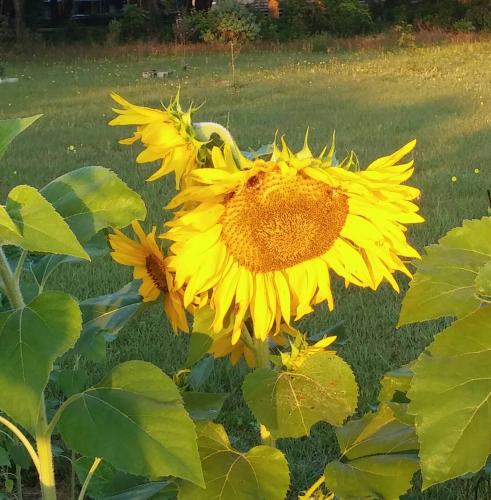 Sunflowers, 5/14/16