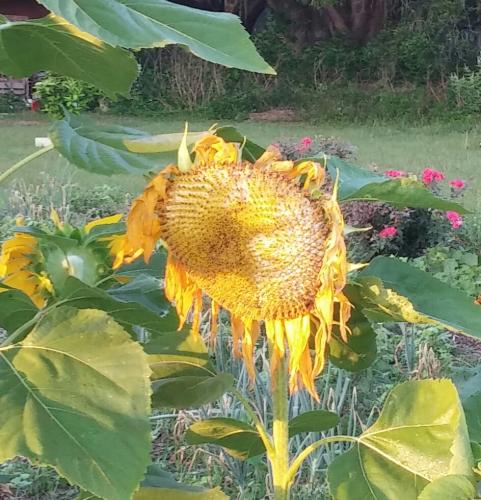 Sunflower, 5/14/16