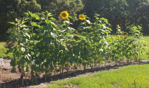 Sunflowers, 5/21/16