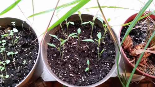 Sweet Pickle Organic Pepper seedlings updated 5-22-2016
