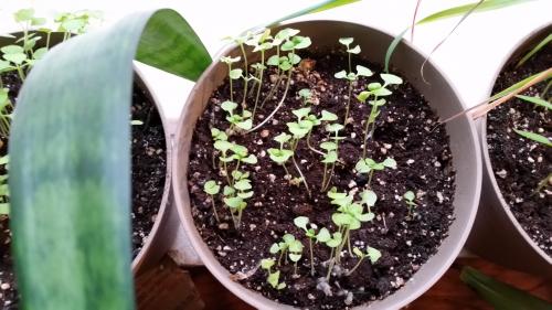 Lettuce Leaf Basil updated 5-22-2016