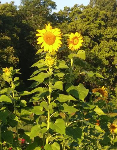 Sunflowers, 5/28/16