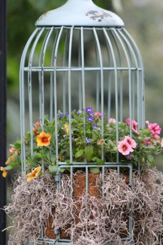 Bird Cage Planting....