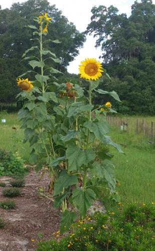 Sunflowers, 6/11/16