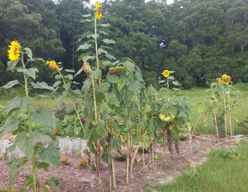 Sunflowers, 6/11/16