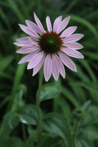 My first Coneflower of 2016...