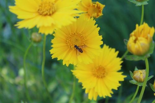 Bee on a a Coreopsis....