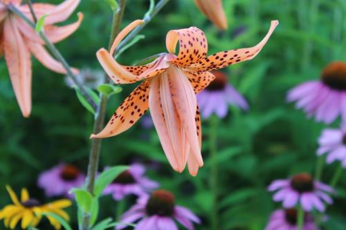Double Tiger Lily, ...