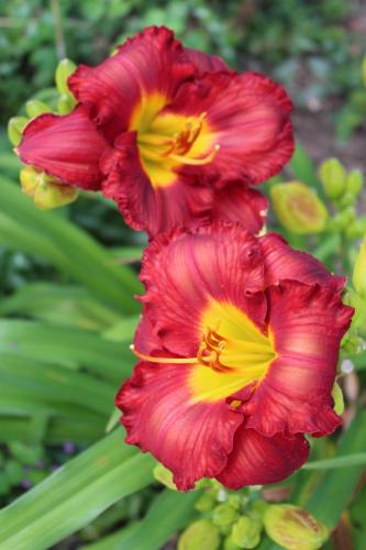 Daylily,Love conquers all...