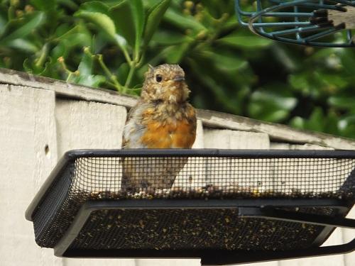 This years robin chick having first moult to show his red breast