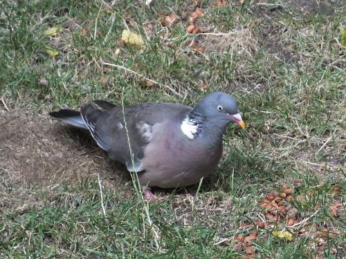 Woodpigeons know where to find some food