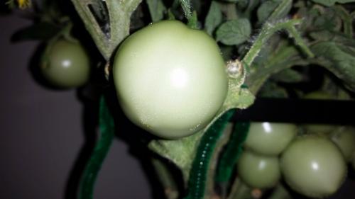 Aerogarden Mega Cherry Tomato Closeup 15 September 2016