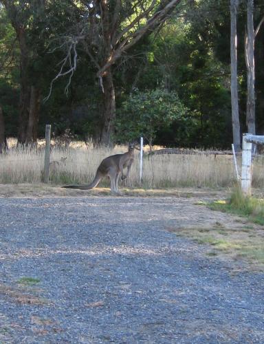 How Many Kangaroos Can You See?