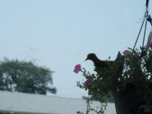 A Mornind Dove last Summer on balcony