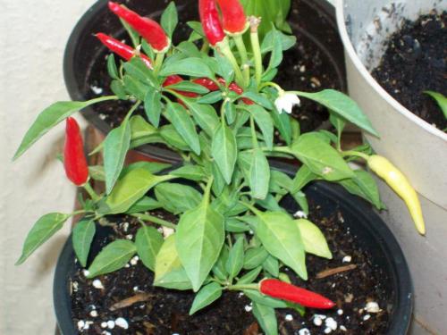 Chili Chili Plant (hot)