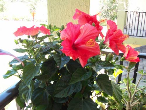 Red Tropical Hibiscus.