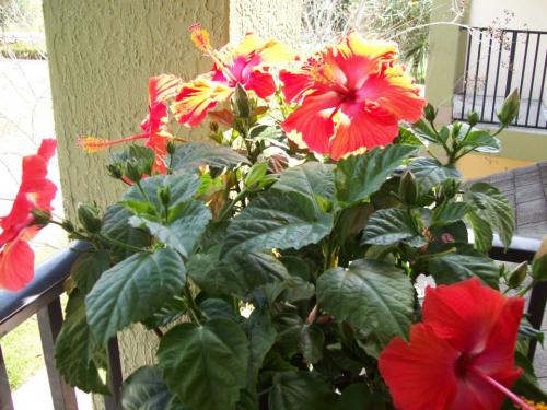 Red and Yellow Variegated Tropical Hibiscus
