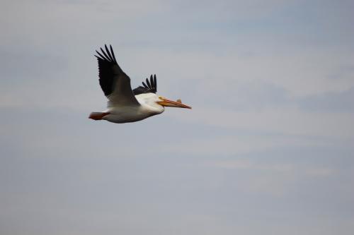 Pelican on Lake Winneconne in Wisconsin...