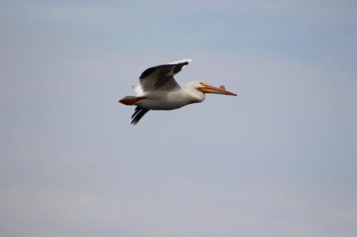 Pelican on Lake Winneconne, Winneconne, Wisconsin