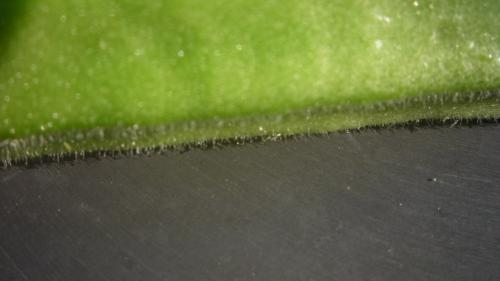 Okra close-up