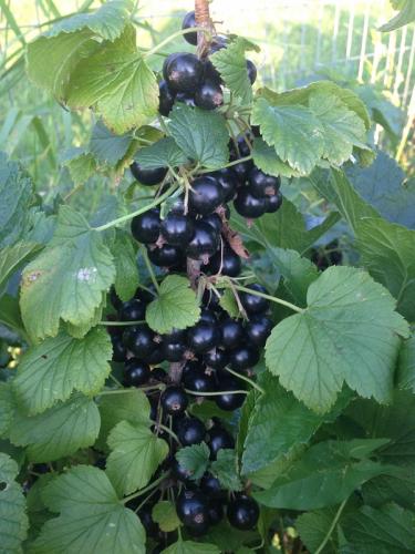 Black Currents are ready!
